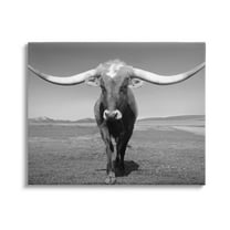 Stupell Industries Longhorn in Countryside Landscape Photography Gallery Wrapped Canvas Art Print Wall Art, 20 x 16