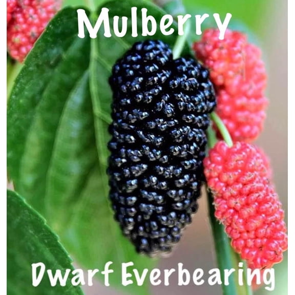 Eveline Cosmetics Dwarf Everbearing Mulberry Tree Live Plants in 6" Grower Pots, Edible Fruit