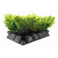 thumbnail image 2 of Juniper Lime Glow | 10 Live 4 Inch Pots | Juniperus chinensis ‘Lime Glow’ | Evergreen Ground Cover Plants | Low-Maintenance Landscaping Shrub, 2 of 6
