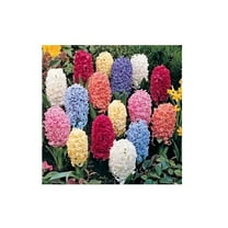 10 Hyacinth Giant Mixture - Hyacinth Orientalis