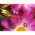 thumbnail image 2 of Terrill, Steve 32x26 Black Ornate Wood Framed with Double Matting Museum Art Print Titled - OR, Cosmos flower reflecting in dewdrop, 2 of 4