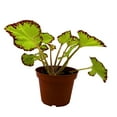 thumbnail image 1 of BubbleBlooms Harmony's Leprechaun's Kiss Begonia, Begonia Rex in 4 inch Pot, Spiral-Leaf Begonia, Variegated, Unique Homegrown Exclusive, 1 of 4