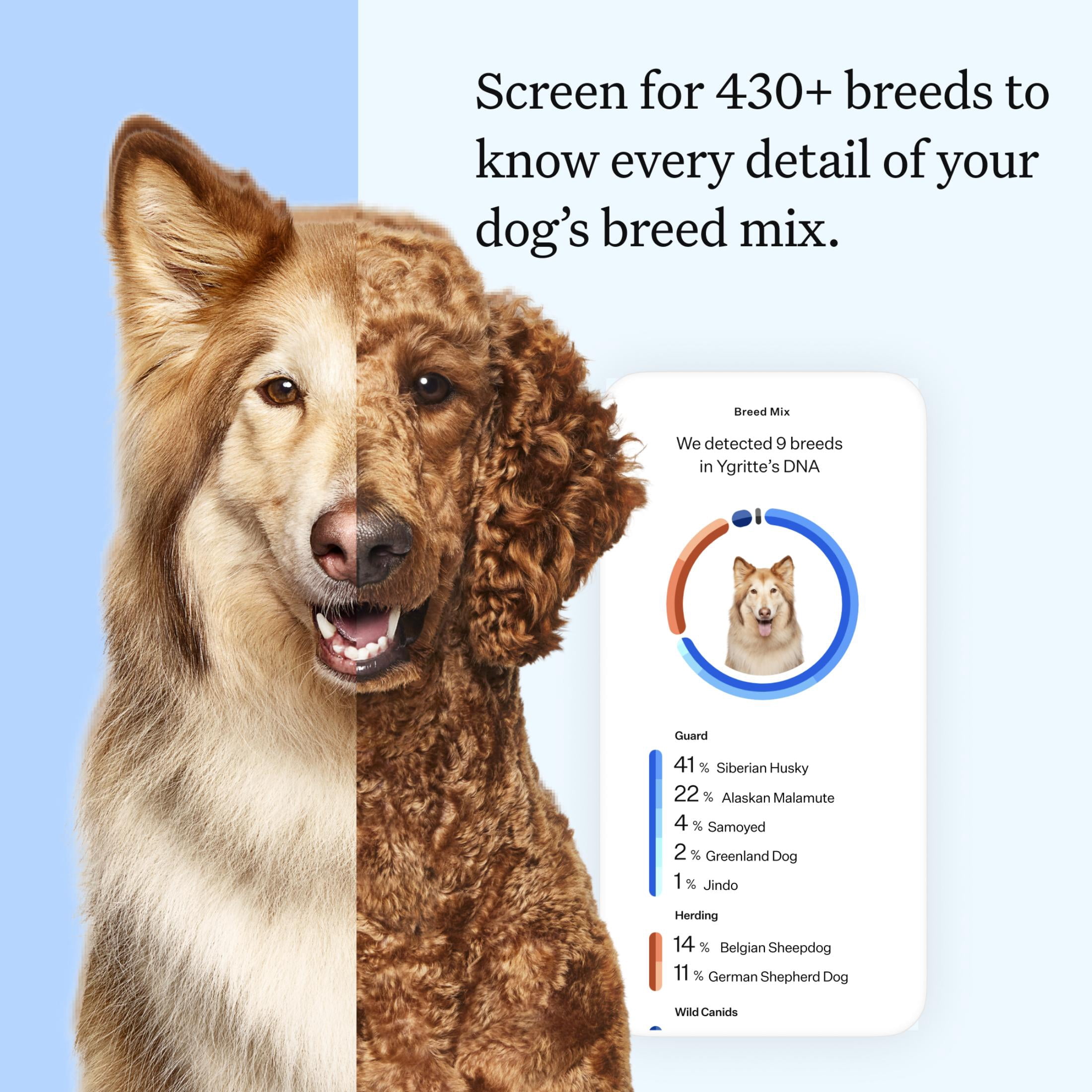 Wisdom Panel Essential Dog DNA Testing Kit, Most Accurate Test, 430+ Dog Breeds, 30 Genetic Health Conditions, 50+ Traits, Relatives, Ancestry, 1 Pack