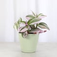 thumbnail image 4 of Live Tradescantia Nanouk Plant - Colorful Foliage - 4" Decorative Pot Cover - Thorsen's Greenhouse, 4 of 5