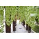 thumbnail image 3 of Seda artificial Wisteria Vine Ratta seda colgante flor boda decoración, 12 piezas oso de fresa  Juguete, 3 of 5