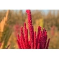 thumbnail image 3 of 100 Graines de Fleurs Tricolores EARLY SPLENDOR AMARANTHUS Hypochondricus, 3 of 10