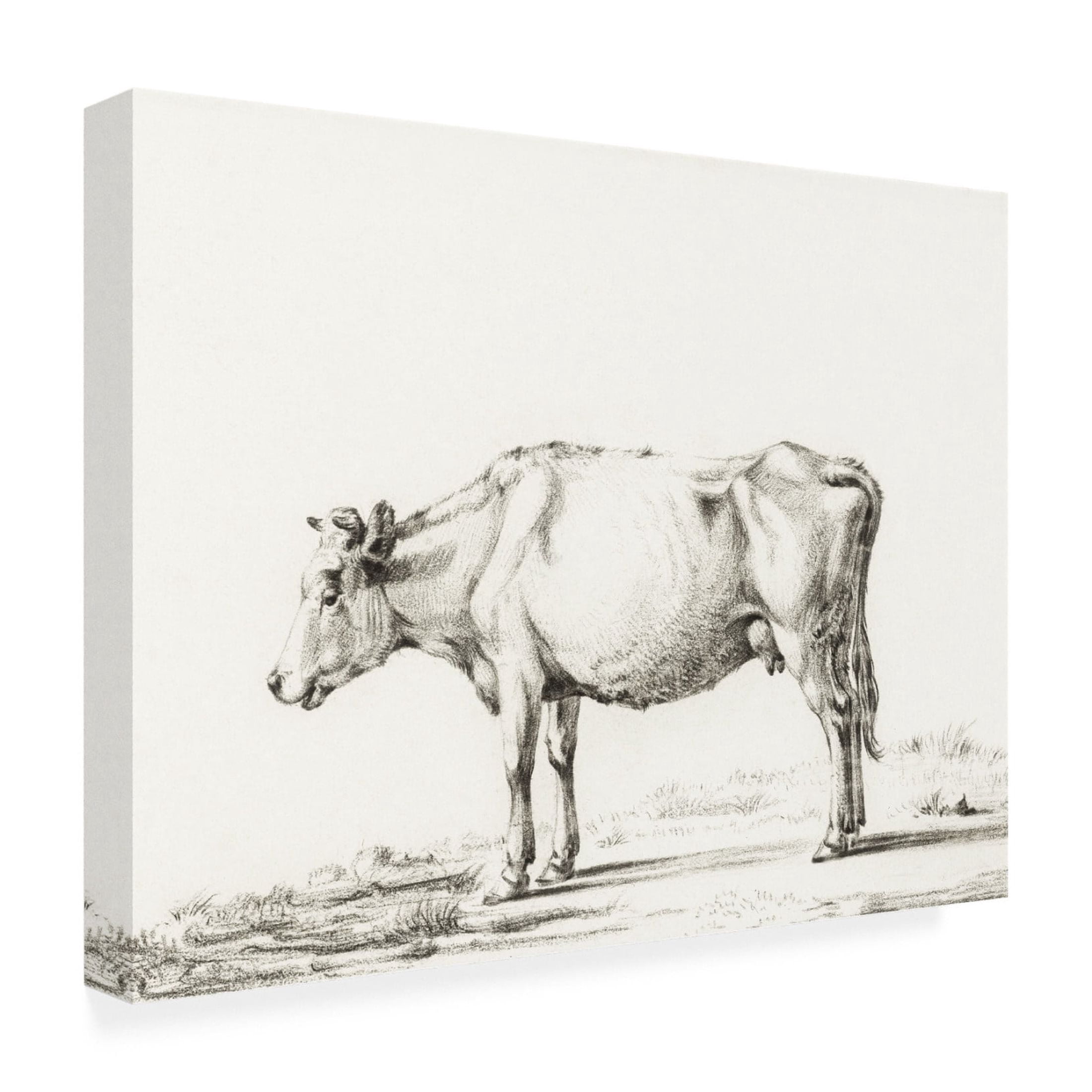 Trademark Fine Art Jean Bernard  Bernard Cow Sketch II Canvas Wall Art