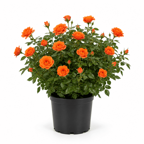Orange Mini Rose Live Plant, 4-8 Inch Tall Miniature Rose Bush in 4 Inch Pot, Orange Flowering Patio Garden Plant