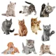 thumbnail image 2 of Pegatinas de pared con bonitos gatos para habitaciones de niños, vinilo extraíble, dibujos animados de animales, gatito, sala de estar, dormitorio, decoración del hogar, papel tapiz, 2 of 5