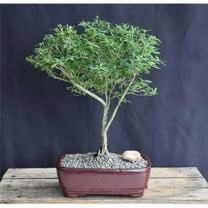 Bonsai Boy of   York d1362 Chinese Flowering White Serissa - Large Bonsai Tree of a Thousand Stars - Serissa Japonica