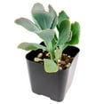 thumbnail image 4 of Kalanchoe Lavender Scallops (4"+ Clay Pot) - Bryophyllum fedtschenkoi - Tiny, Lovely, Easy to Care Succulent for Beginners - Live Healthy Succulent for Home Office, 4 of 7