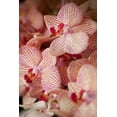 thumbnail image 2 of Millet, Karyn 23x32 White Modern Wood Framed Museum Art Print Titled - Orchid II, 2 of 4