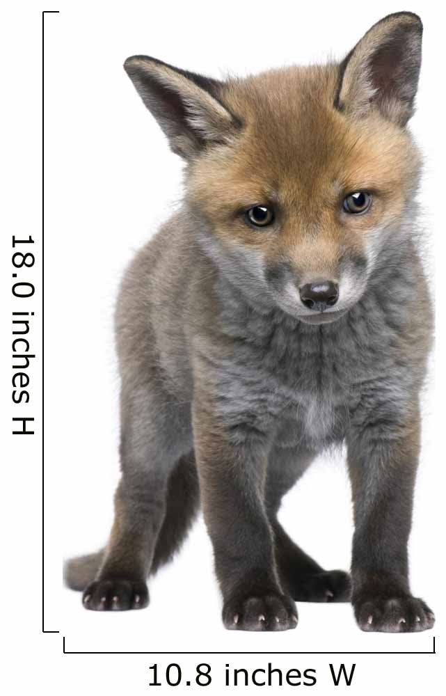Wallmonkeys Red Fox Cub (6 Weeks Old)- Vulpes Vulpes Peel and Stick Wall Decals WM73676 (11 in W x 18 in H) - image 2 of 4