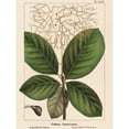 thumbnail image 3 of Silva, John 12x14 Black Modern Framed Museum Art Print Titled - Large Leaved Cotinus, 3 of 5