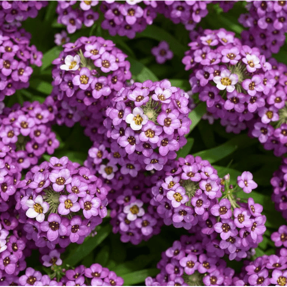 100 Seeds Alyssum Seeds for Planting, Violet Queen Flower Plant Seeds Fragrant Carpet of Violet-Purple Blooms, Easy to Grow Perennial for Gardens