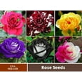 thumbnail image 2 of 30 Seeds| Muti- color Mix Rose Seeds#1060-Authentic Seeds-Flowers-Seeds-Rose seeds-Herb seeds-Vegetable Seeds-Mix Seeds for Plant- B3G1, 2 of 4