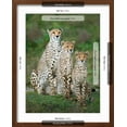 thumbnail image 5 of Art.com Cheetah (Acinonyx Jubatus) Family, Ndutu, Ngorongoro Conservation Area, Tanzania Photographic Print, Brown Frame Wall Art, 17" x 21", 5 of 5