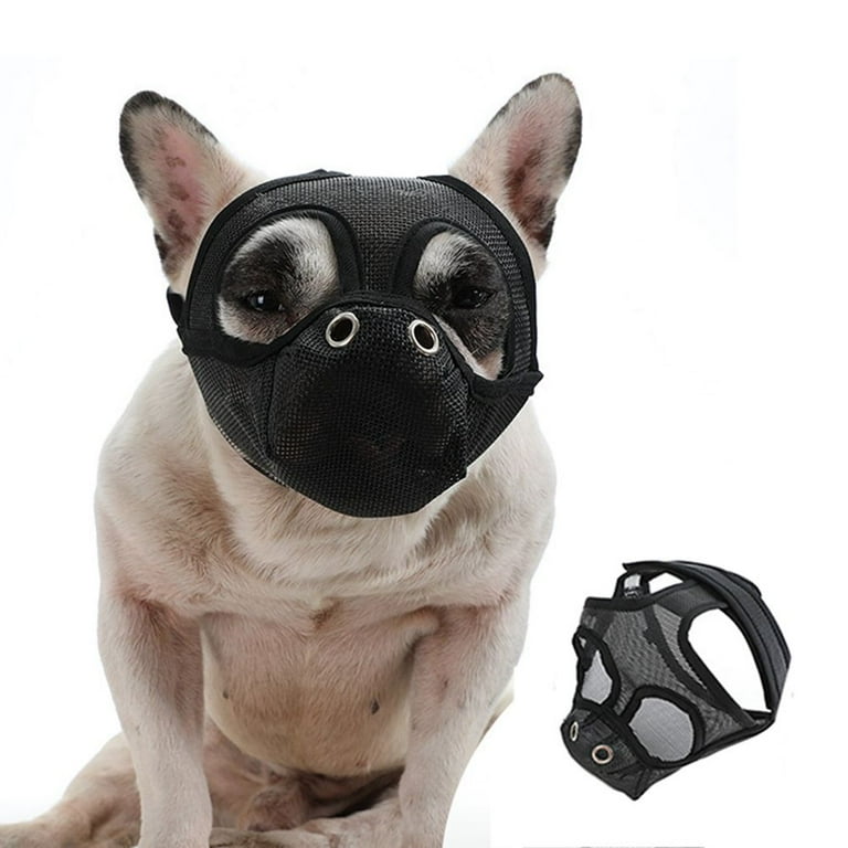 French bulldog top grooming products