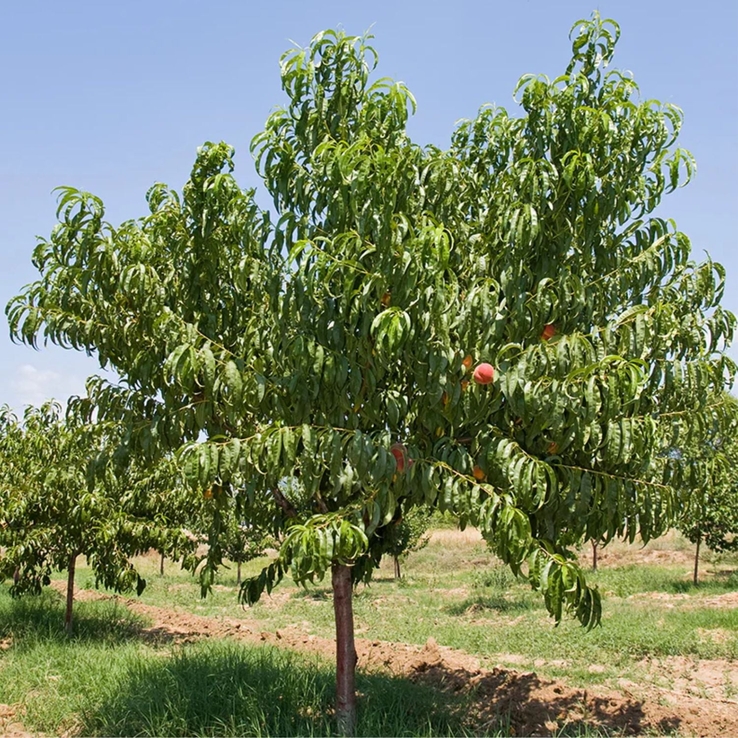 Expert Gardener 3-4 ft. tall Flordaprince Peach Live Tree in 7