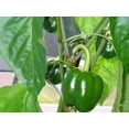 thumbnail image 4 of Big Bertha Pepper Plant - Non GMO - Two (2) Live Plants - Not Seeds - Each 4"- 7" Tall - In 3.5 inch Pots, 4 of 6