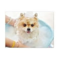 thumbnail image 2 of Cute Pomeranian Bath Canvas Wall Art for Home Decor Ready-to-Hang, 2 of 18