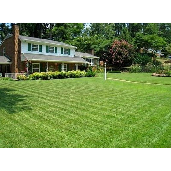 Compadre Zoysia Grass Seed - 2 Lbs.