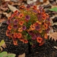 thumbnail image 3 of Uv Resistant Artificial Outdoor Flowers 2 Pack Fall Tone Fake Flowers with Ground Stakes for Yard Patio Porch Autumn Decor Outdoor Fake Flowers, 3 of 7