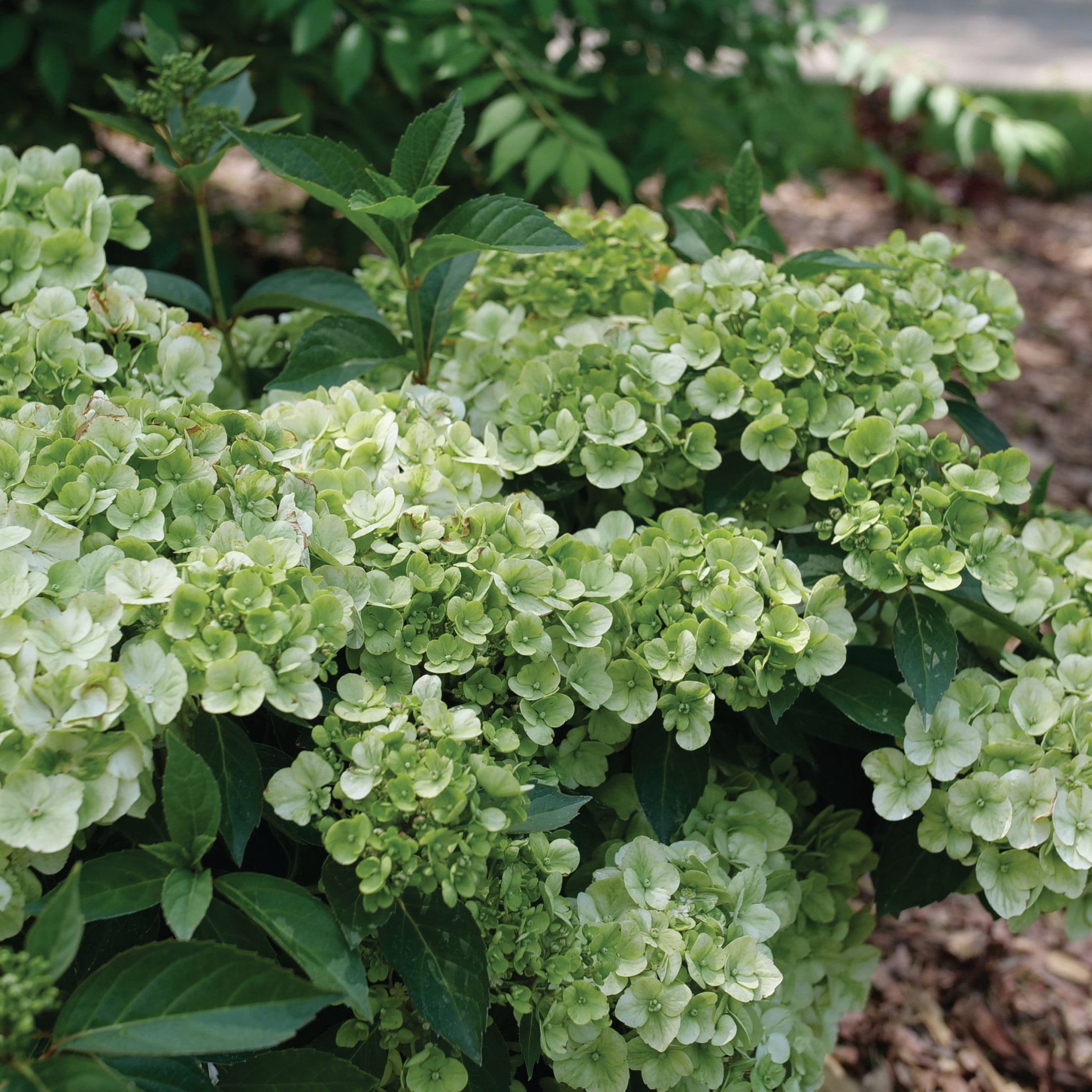 Proven Winners ColorChoice 5" Fairytrail Green Cascade Hydrangea Live Plant in 4.5" Pot (4 Count)