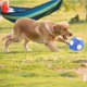 thumbnail image 3 of Interactive Dog Toys Soccer BallPlush Squeaky Dog Toys BallDog Puzzle Toys Football Indoor Outdoor Jolly Ball for Dogs, Dog Balls 7.1in/18cm, 3 of 5