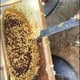 thumbnail image 3 of Ounissouiy 1 pieza de herramientas de apicultura, cuchillo raspador, colmena de abejas, raspador en forma de Z, apicultura, equipo de acero inoxidable para Jardín y Patio Ounissouiy HA0719-00, 3 of 6