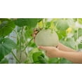 thumbnail image 4 of Imperial 45 Cantaloupe Seeds for Planting, 50+ Heirloom Seeds Per Packet Non GMO Seeds, Botanical Name Cucumis melo, Great Home Garden Gift, 4 of 7