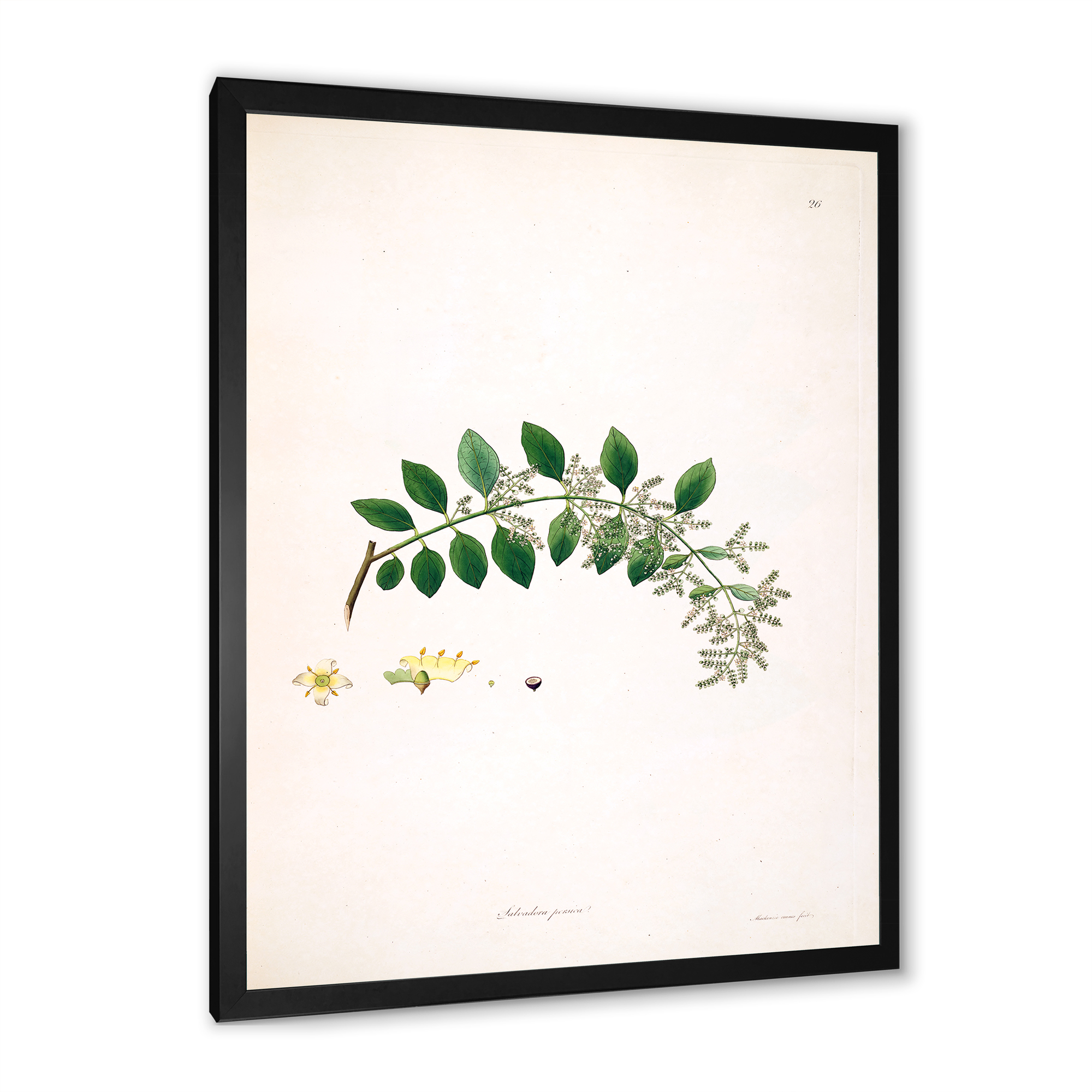 Designart 'Ancient Plant Life XVIII' Farmhouse Framed Art Print