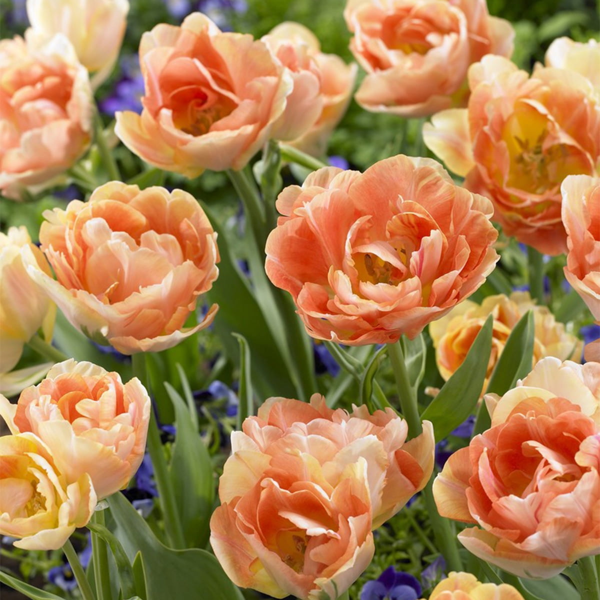 Van Zyverden Tulip Orange Angelique Set of 12 Bulbs Orange Part Sun