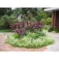 thumbnail image 5 of 250 BURGUNDY AMARANTHUS Hypochondriacus Amaranth Grain Vegetable Flower Seeds, 5 of 5