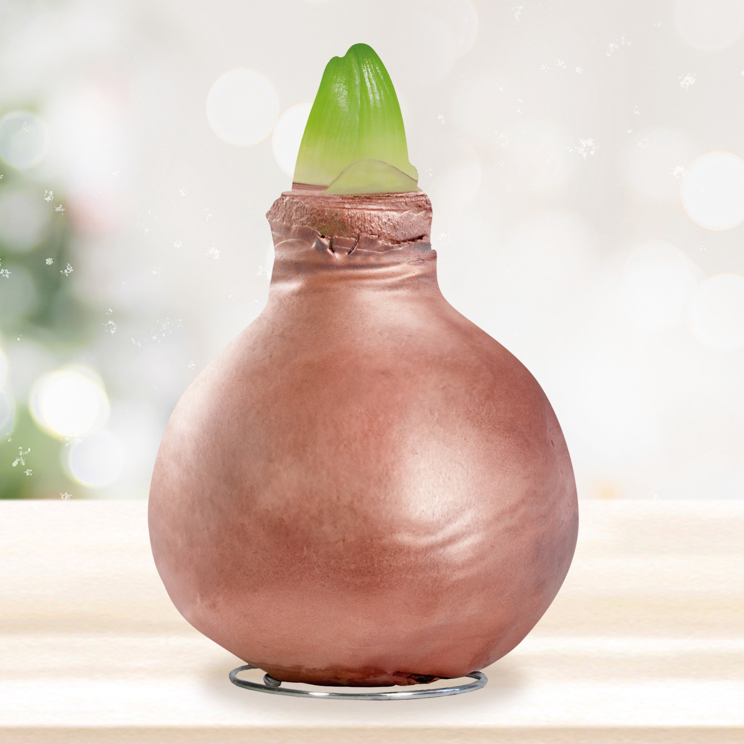 Garden State Bulb Minerva Waxed Amaryllis Flower Bulb, 30/32cm (Rose Gold Wax)