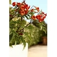 thumbnail image 4 of Southern Living Bells of Fire Tecoma Esperanza Live Shrub in 2.5-Quart Grower Pot, 4 of 8