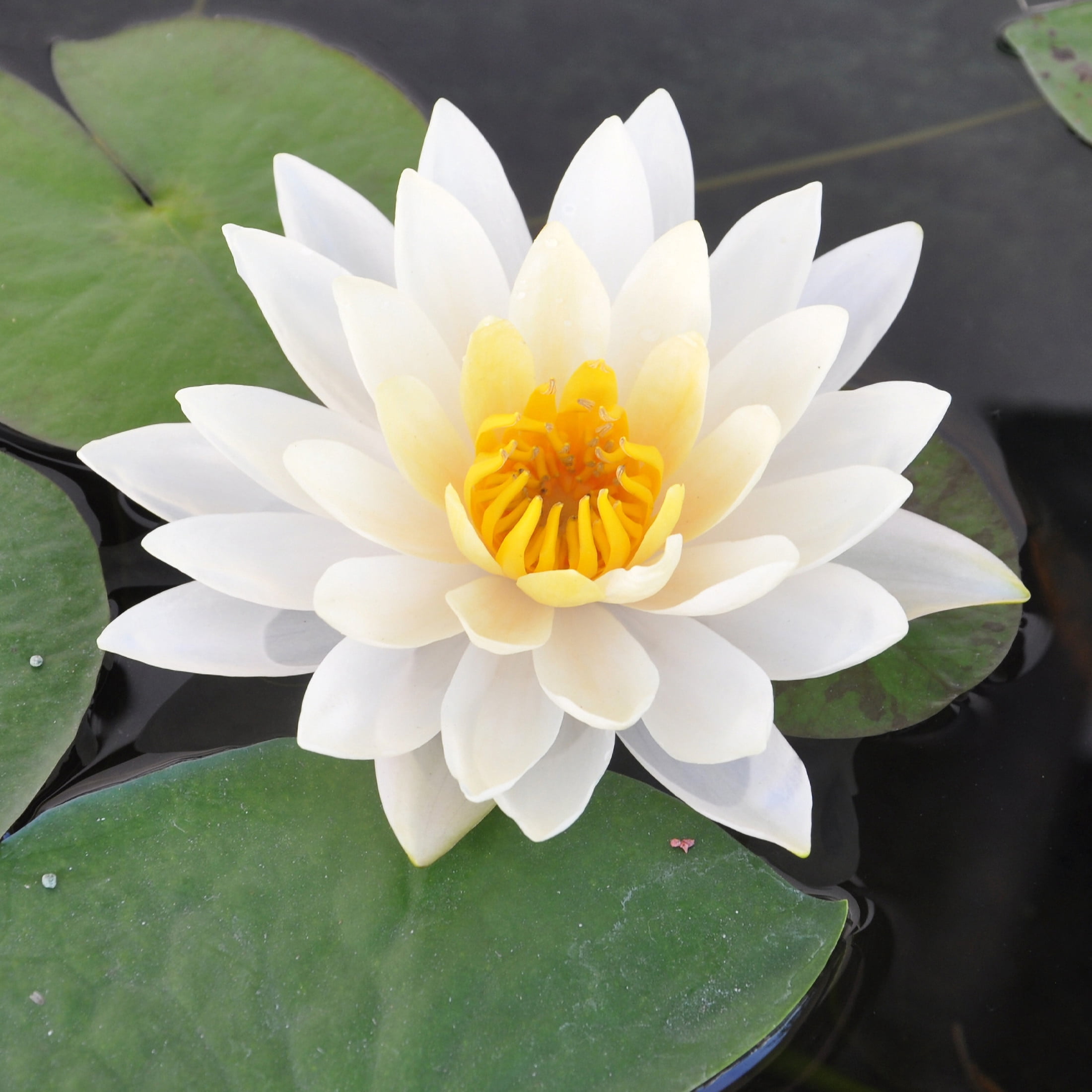 AquaMeadow White Hardy Water Lily