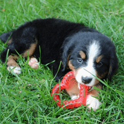 Original Snuggle Puppy Starter Kit for Anxiety Relief and Calming Aid, Biscuit Coloured Puppy Included and Blue Toy