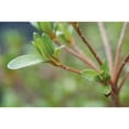 thumbnail image 3 of Berzel, Erin 18x13 Black Modern Framed Museum Art Print Titled - Spring Leaves II, 3 of 5