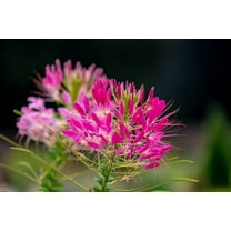 200 CHERRY QUEEN CLEOME Spinosa Hassleriana Carmine Rose Spider Flower Seeds