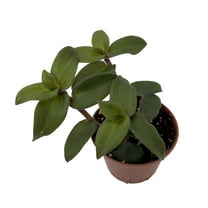 Hijau baru Tradescantia -Gothic-2.5" Pot - Trailing House Plant