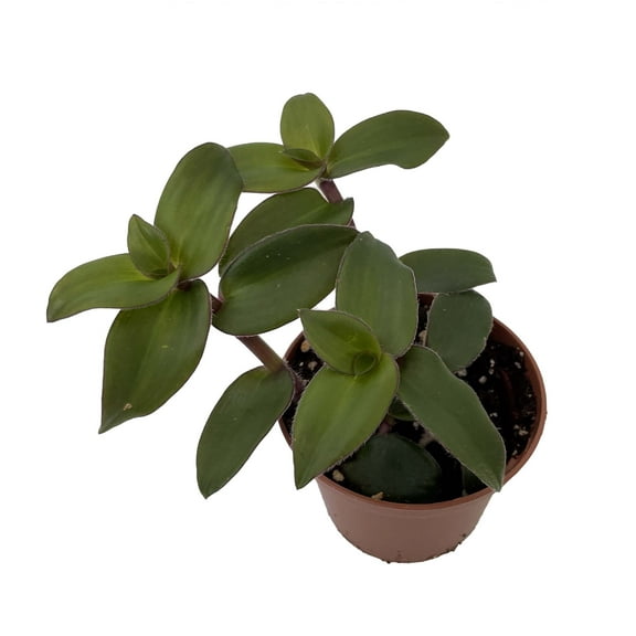 Hijau baru Tradescantia -Gothic-2.5" Pot - Trailing House Plant
