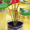 thumbnail image 6 of Taicans 15.7in Plant Support Stakes,10pcs Single Stem Plant Supports,Metal Plant Stakes Garden Plant Single Stem Support Rings Amaryllis Stakes for Indoor Outdoor Plants,Orchid,Lily,Peony,Rose,Tomato, 6 of 8