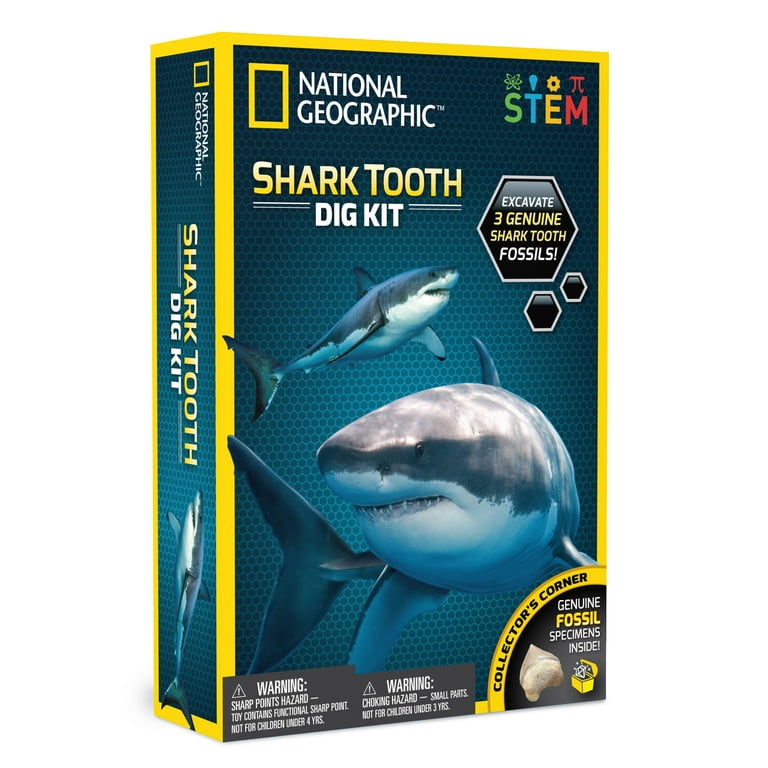 Real Shark Teeth Fossils - 5 Piece Authentic Great White Shark Tooth Collection For Kids