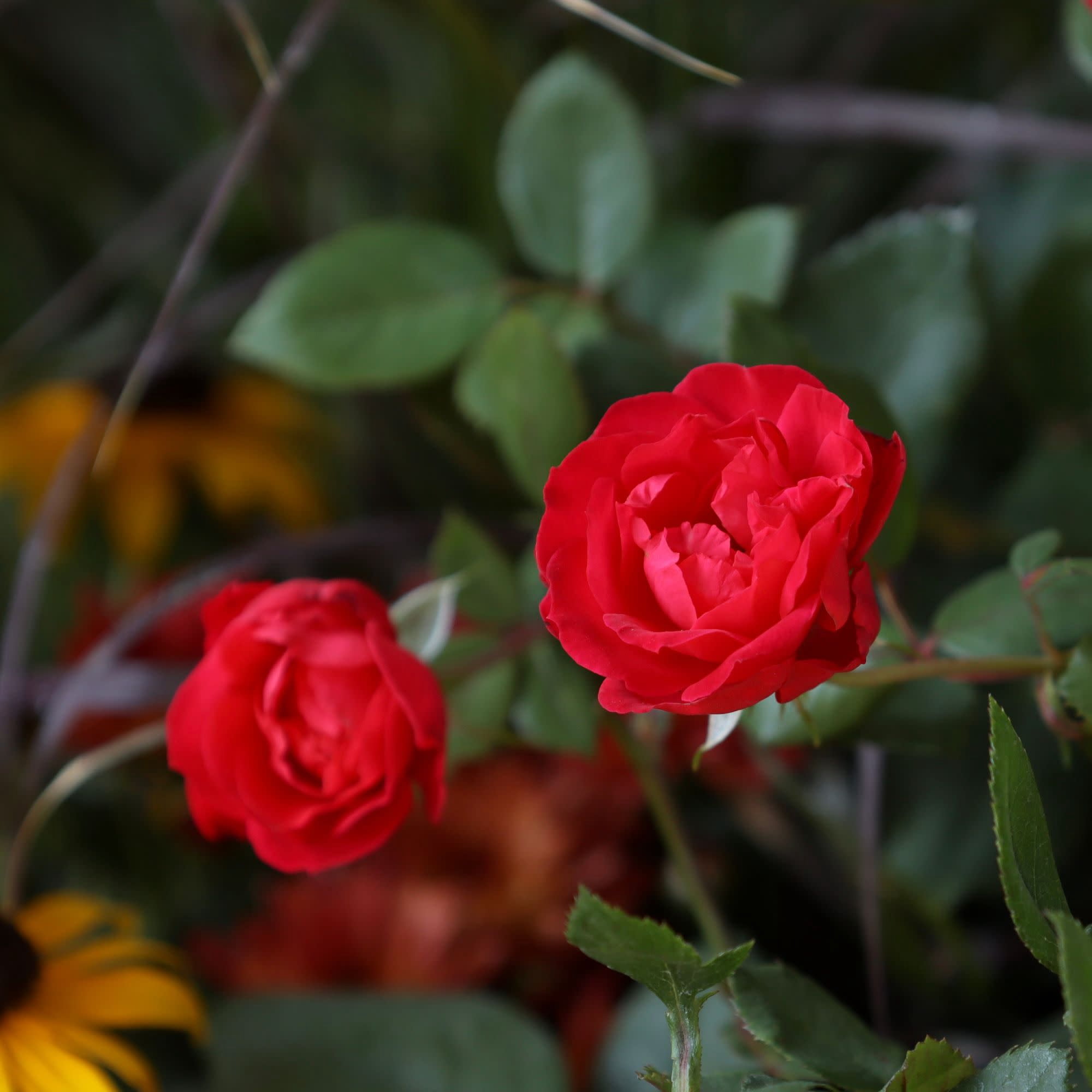 Proven Winners ColorChoice 5" Oso Easy Double Red Rose Live Plant in 4.5" Pot (4 Count)