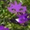 Green+Purple Mask, variant on Ayieyill 5ft Pop up Black Halloween Tree, Collapsible Pencil Tree with Spider Web Decor Halloween Decorations