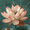 Japanese Ohara Koson Lotus Botanical, variant on UXIEQU Young Romantic Couple Canvas Wall Art 15.75x11.81 Inches