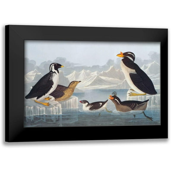 Audubon, John James 14x10 Black Modern Framed Museum Art Print Titled - Black-throated Guillemot and Nobbed-billed Auk