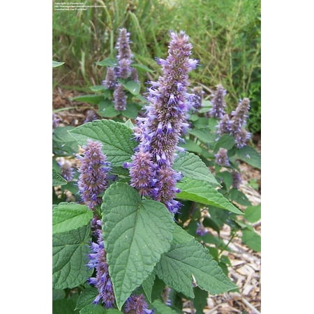 5 Anise Hyssop, Purple Plants (3.25" Pots), Full-Part Sun