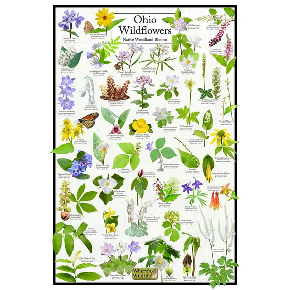 Ohio Wildflowers Poster - Native Woodland Blooms - Educational Science Chart of Ohio Flowers